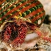 shell_res_h_0705_png0296.jpg